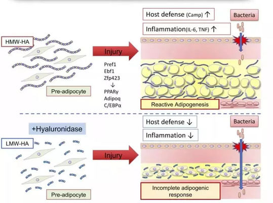 Solution Lipolytique Lemon Bottle Injection pour Brûler les Graisses